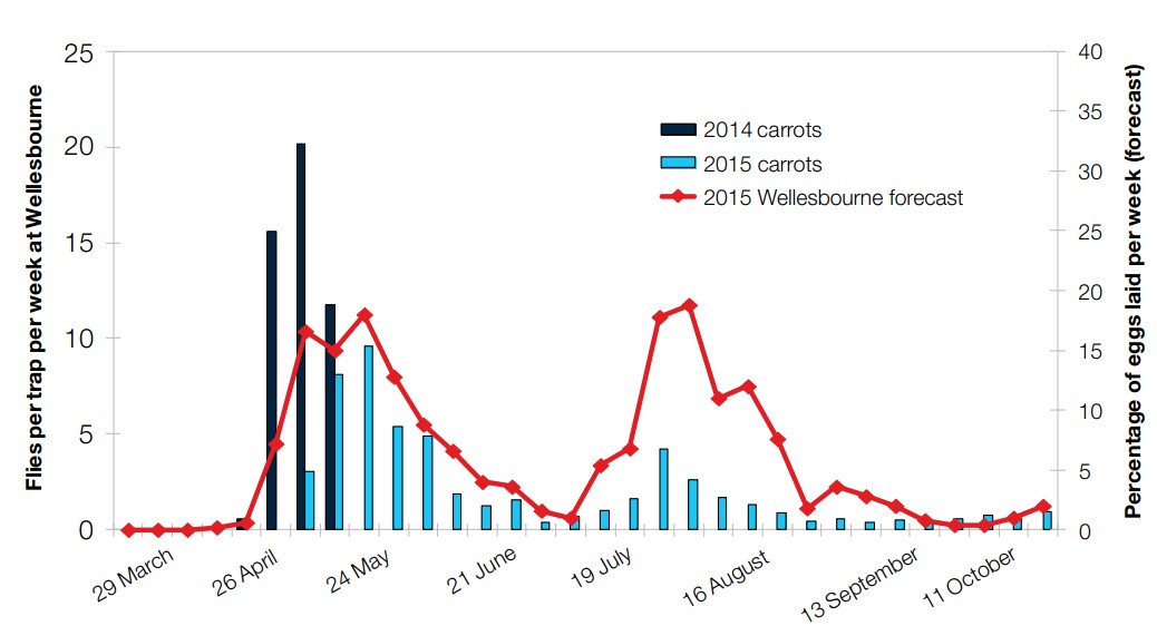 Graph comparison of observed (trap captures) and forecast carrot fly activity in 2015 at Wellesbourne.